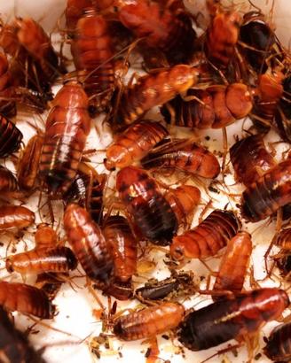 Scatolette di Blatte lateralis