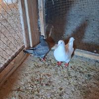 Colombi Texano pionier