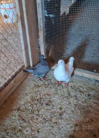 Colombi Texano pionier