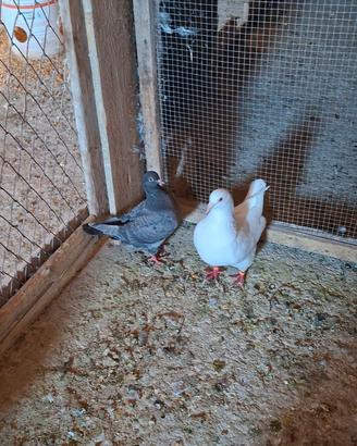 Colombi Texano pionier