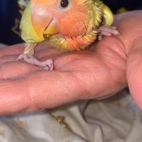 Inseparabile allevato a mano