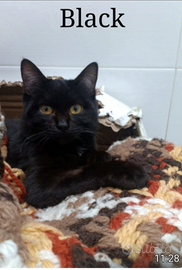 Micino nero 7mesi TRIPODE URGE CASA.NAPOLI