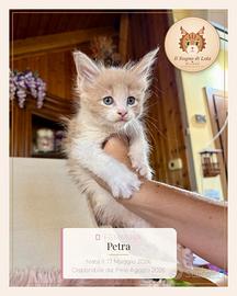 Cucciole Maine Coon ANFI - Il Sogno di Lola