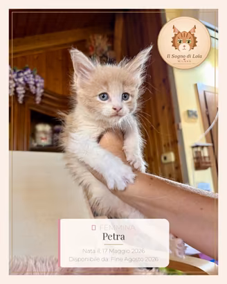 Cuccioli Maine Coon ANFI - Il Sogno di Lola