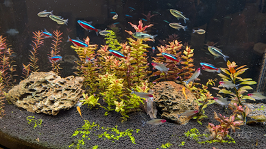 Pesci Amazzonici Vari