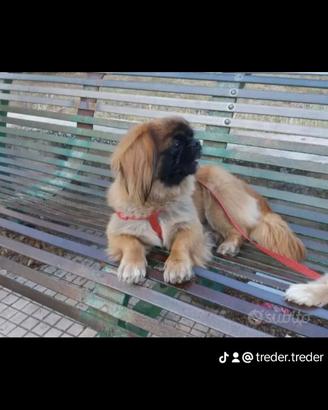 Cuccioli pechinesi