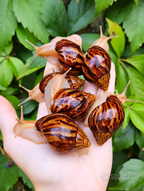 Chiocciole giganti africane