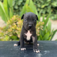 American pitbull terrier black nose