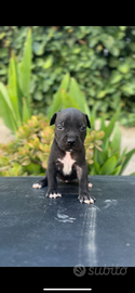 American pitbull terrier black nose