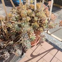 Piante grasse da esterno