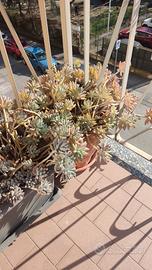 Piante grasse da esterno