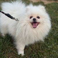 Spitz di pomerania