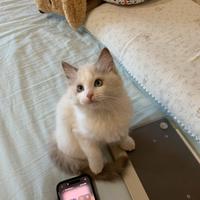 Ventita gatto/gatta