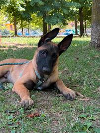 Pastore belga Malinois