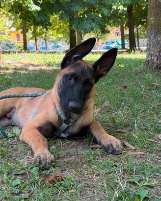 Pastore belga Malinois