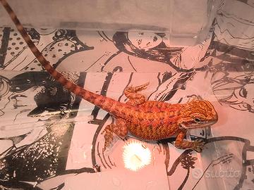 Drago Barbuto