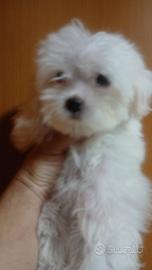 Maltese mini toy