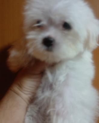 Maltese mini toy