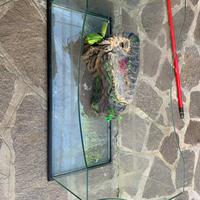 Tartarughiera in vetro