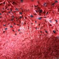 Tappeto interni Dandellion - Dondi salotti