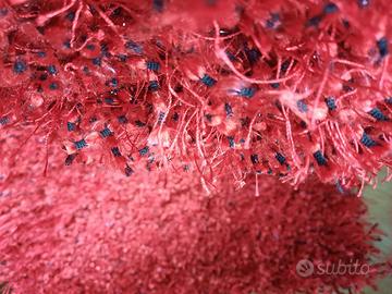 Tappeto interni Dandellion - Dondi salotti