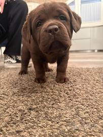 Labrador Retriever con pedigree figli di campioni