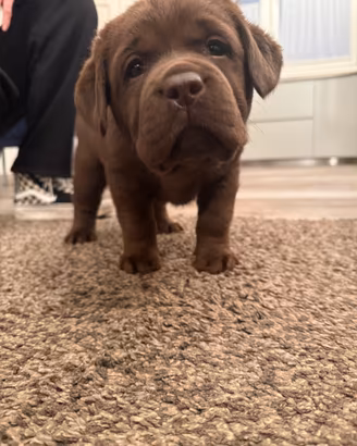 Labrador Retriever con pedigree figli di campioni