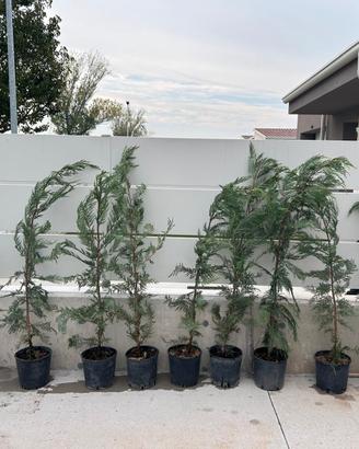 Piante da siepe Leylandii 