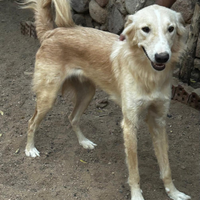 Giovane cane del deserto