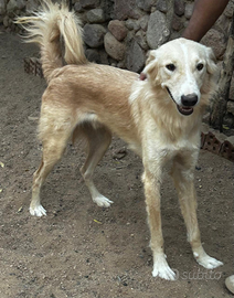 Giovane cane del deserto