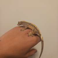 Geco Harleyquin