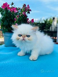 Cucciolo gatto persiano colourpoint