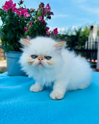 Cucciolo gatto persiano colourpoint