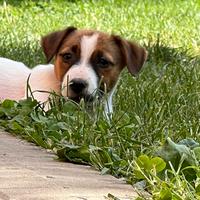 Cuccioli di jack Russell