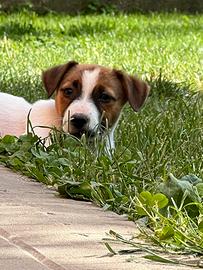 Cuccioli di jack Russell
