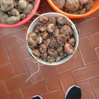 centinaia di bulbi di gladioli di tutti i colori 