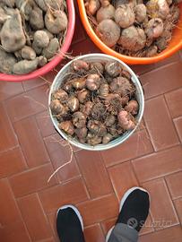 centinaia di bulbi di gladioli di tutti i colori 