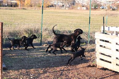 Cuccioli di Cane Corso Selezionati