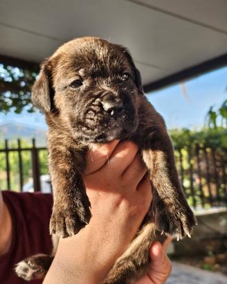 Cuccioli disponibili di cane corso