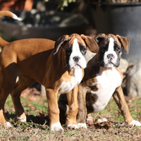 Cuccioli boxer disponibili