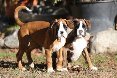 Cuccioli boxer disponibili