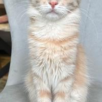 Gatto di razza Angora Turco, Georgina
