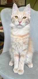 Gatto di razza Angora Turco, Georgina