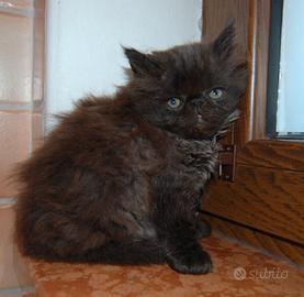 Gattini persiani
