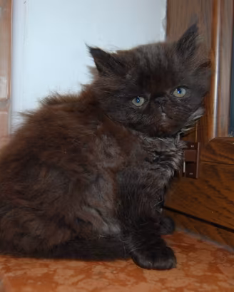 Gattini persiani