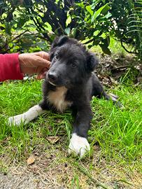 Cucciolo incrocio Border Collie