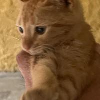Gattino meraviglioso da amare