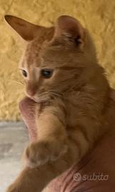 Gattino meraviglioso da amare