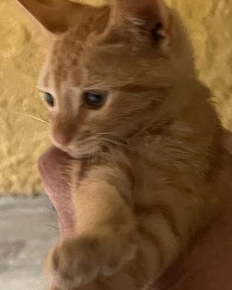 Gattino meraviglioso da amare