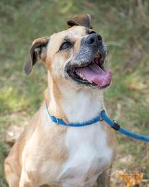 Adozione CINDY super affettuosa ma vive in canile